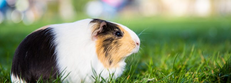 Guinea pig